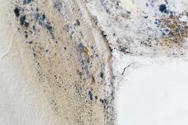 Best Emergency Mold Remediation  in Webster, SD